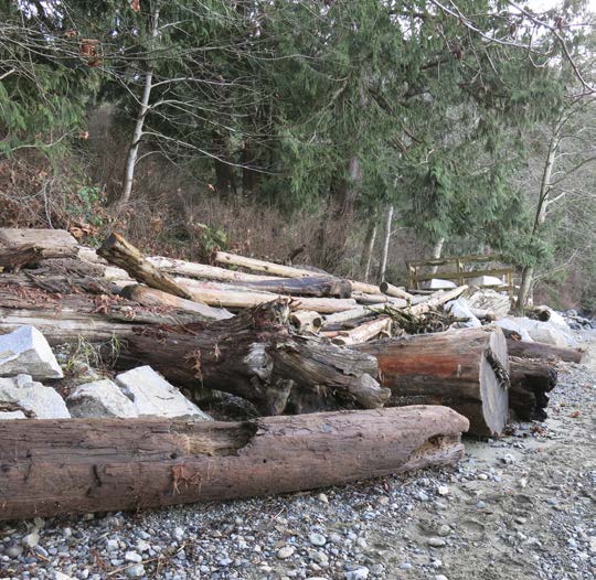 Closer view of large protruding logs along the bank which are designed to dissipate the force of waves and mitigate the impact of storms.