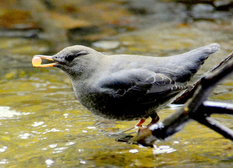American Dipper with chum egg